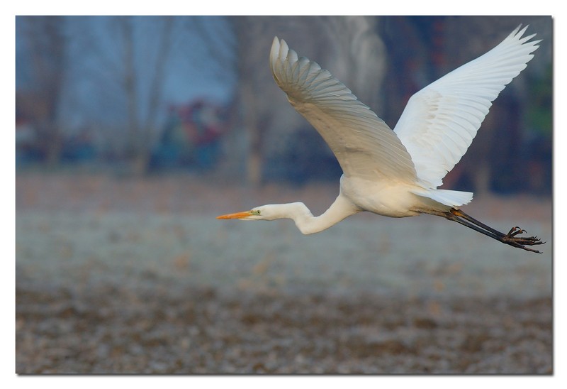 Airone bianco maggiore - Casmerodius albus